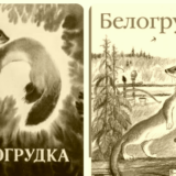 Белогрудка
