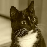 кот